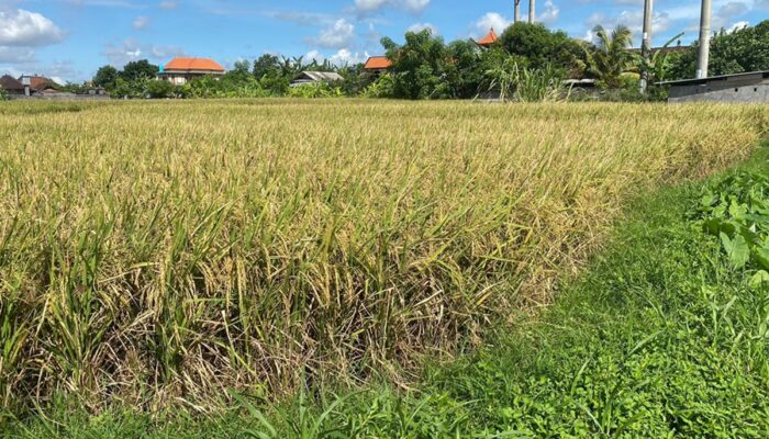 Panen Raya di Bali Amankan Stok Beras dan Pakan Ternak