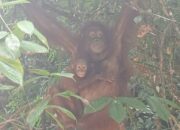 Orang Utan Kalimantan Bertahan Hidup dan Berkembang Biak di TN Betung Kerihun