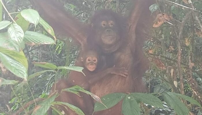 Orang Utan Kalimantan Bertahan Hidup dan Berkembang Biak di TN Betung Kerihun