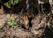 Harimau Sumatra Dipulangkan ke Habitat Alaminya di Taman Nasional Gunung Leuser