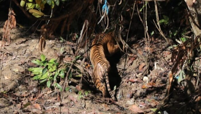 Harimau Sumatra Dipulangkan ke Habitat Alaminya di Taman Nasional Gunung Leuser