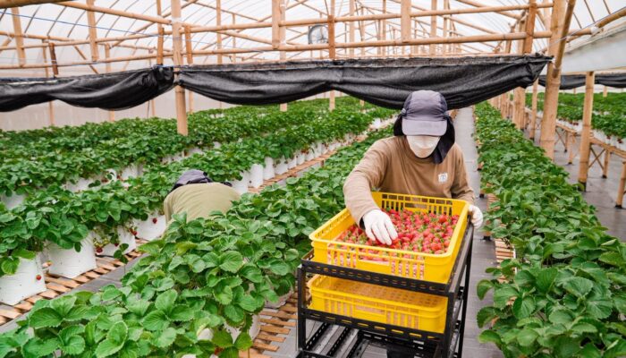 Hyoshii Farm Raih Pendanaan Tahap Awal, Siap Revolusi Lanskap Buah Premium Hasil Kebun Indonesia