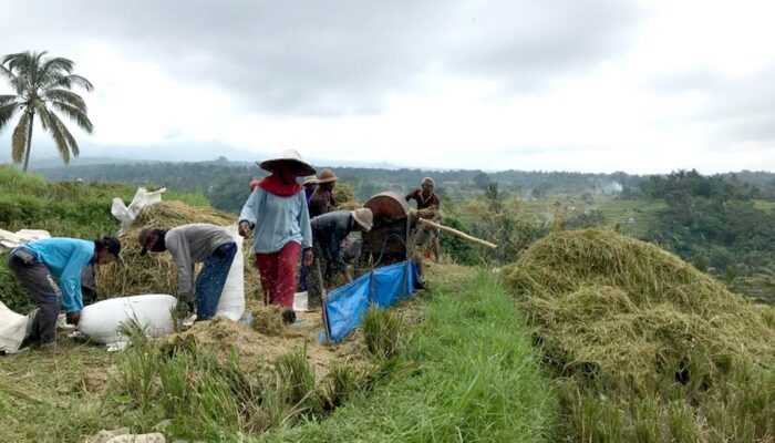 Produksi Padi Melimpah, Bulog Diharapkan Maksimal dalam Penyerapan Gabah