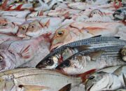 KKP Pastikan Stok Ikan Aman Jelang Ramadan dan Lebaran