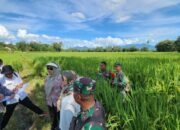 Sinergi Kementan – TNI Wujudkan Lampung Jadi Sentra Produksi Beras Nasional