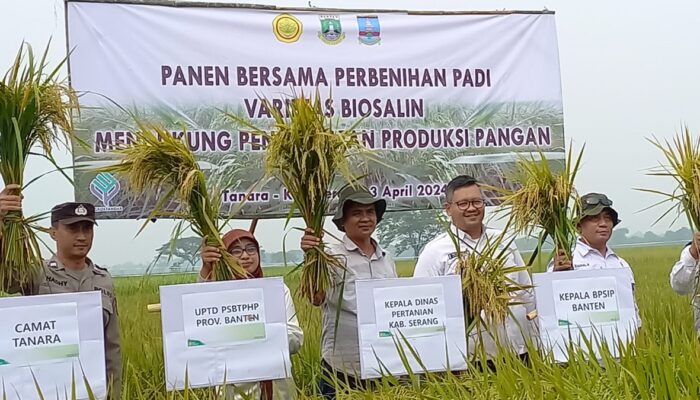 Kementan Bersama Provinsi Banten Kembangkan Padi Varietas Biosalin untuk Wilayah Pesisir