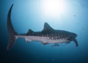 Sukses Temukan Individu Baru di Teluk Cendrawasih, Kini Terdapat 203 Hiu Paus di Whale Shark Center Kolaborasi PIS dan KLHK 