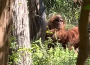 VIRAL Video Penampakan Bigfoot di Oklahoma AS, Begini Faktanya