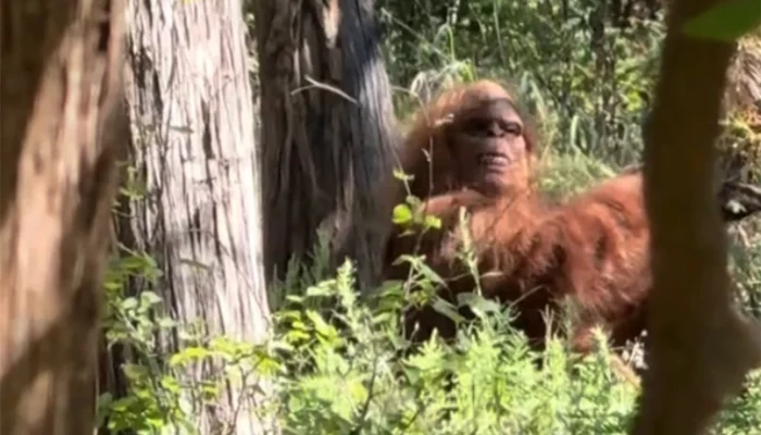 VIRAL Video Penampakan Bigfoot di Oklahoma AS, Begini Faktanya