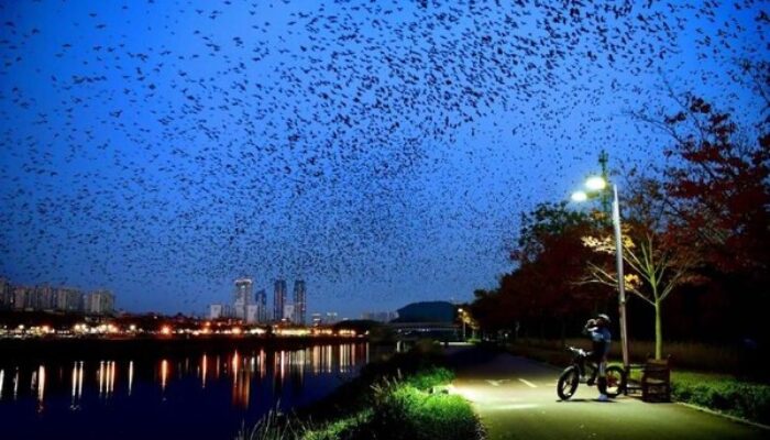 Hutan Bambu Samho di Ulsan Namgu Korsel, Tempat Alam dan Manusia Hidup Harmonis