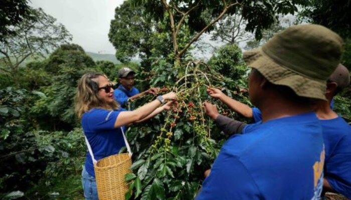 BCA Dukung Revitalisasi Perkebunan, Produksi Kopi Cikoneng Bogor Naik 350 Persen