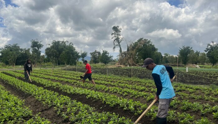 Dari Panas Bumi untuk Pangan Negeri: Cerita Inovasi Booster Katrili oleh PGE bagi Pertanian Berkelanjutan