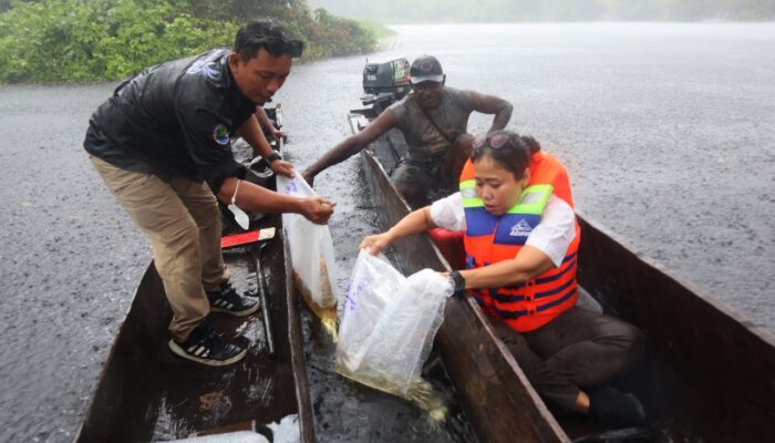 KKP Lepas 234 Anakan Arwana Irian di Taman Nasional Wasur Merauke