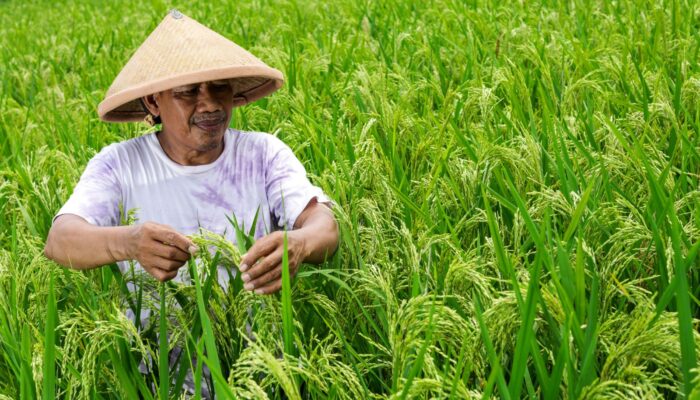 Pupuk Kaltim Targetkan 100.000 Hektar Lahan Gabung Program MAKMUR Guna Perkuat Ketahanan Pangan