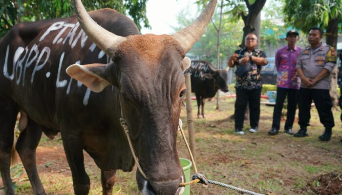 Grup MIND ID Dukung Peningkatan Gizi Nasional Melalui Penyaluran 732 Hewan Kurban di Hari Raya Iduladha 1446 H