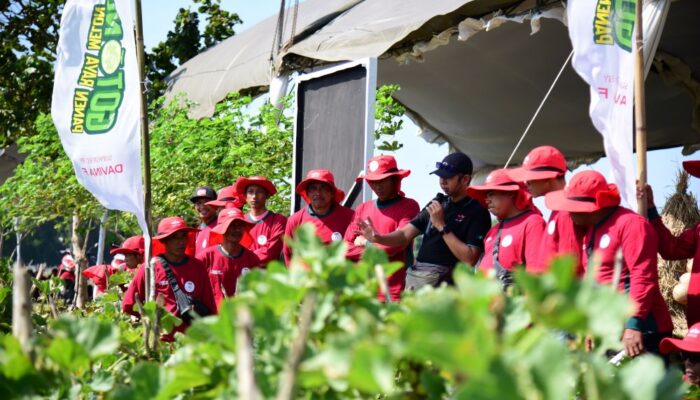 Raih Rekor MURI, 1.000 Lebih Petani Panen Melon Davina F1 di Nganjuk