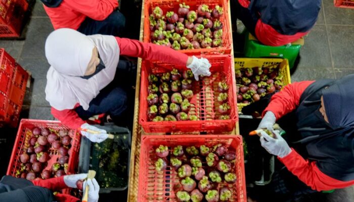 Jerih Payah Petani Buah Indonesia Kini Menjangkau 25 Negara
