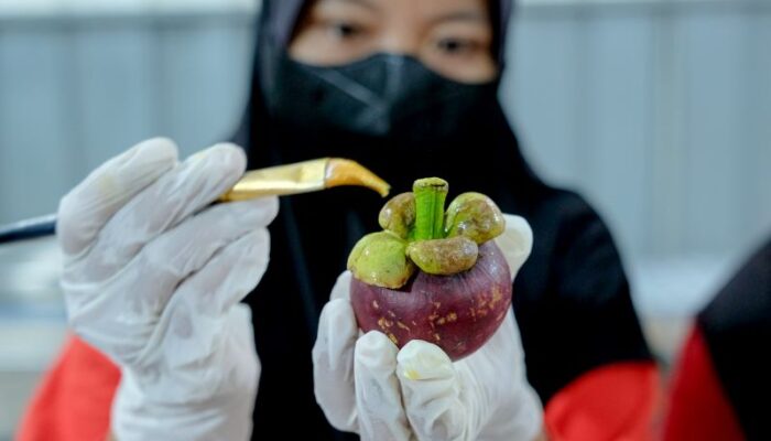 Java Fresh Dorong Ekspor Buah RI ke 25 Negara, Berdayakan Petani