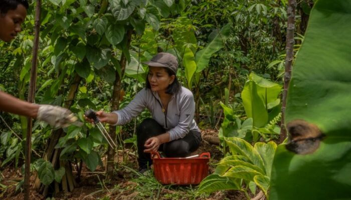 PepsiCo–National Geographic Danai Riset AI untuk Pertanian Regeneratif di Indonesia