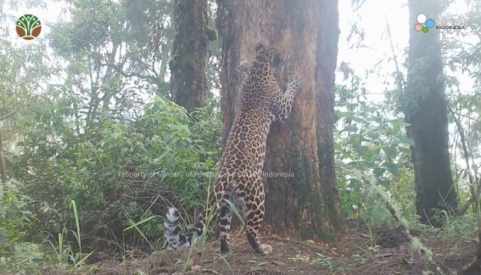 Bakti BCA Dukung Konservasi Macan Tutul Jawa, 8 Individu Teridentifikasi