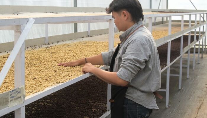 PGE Manfaatkan Panas Bumi Kamojang untuk Percepat Pengeringan Kopi